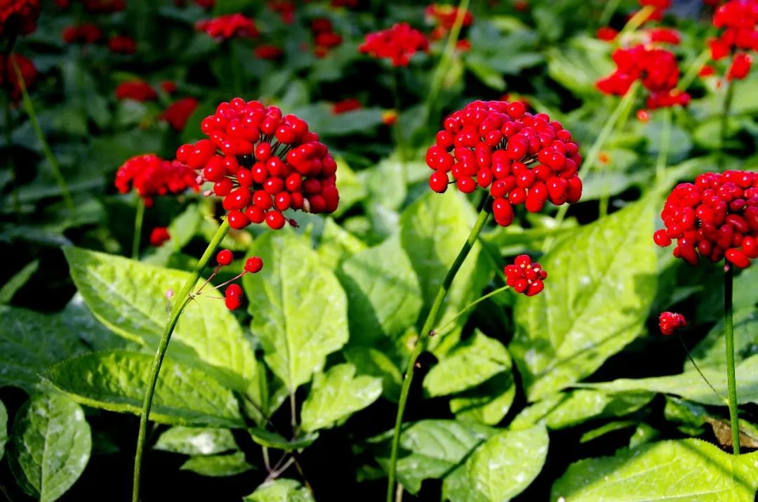 白山市出发五一2-3天短途旅游推荐,冬季白山周边一日游景点大全