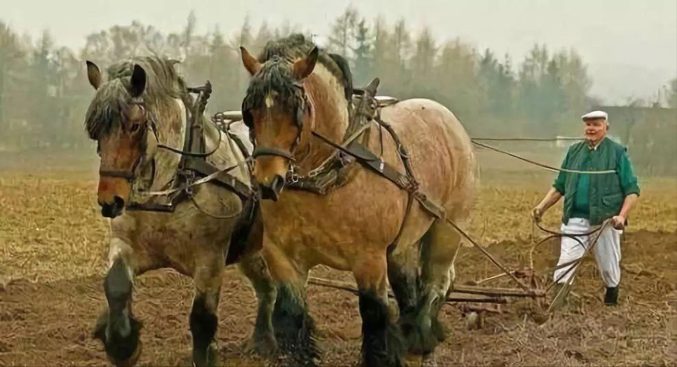 世界上最大的蟾蜍是,全世界最大的蟾蜍