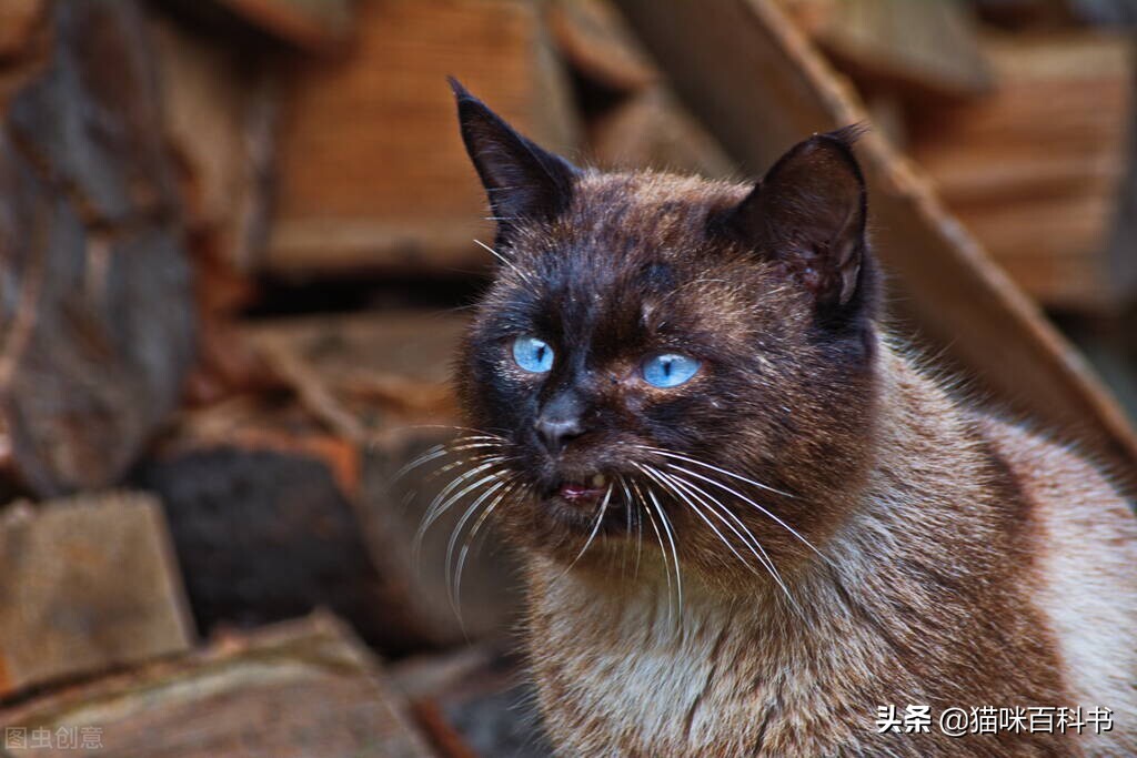 十大公认最难养的猫图片,最不好养的5种宠物是什么