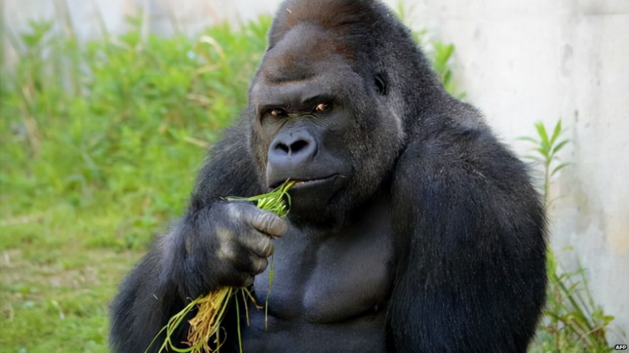 人类全身褪去毛发后,为什么只留下头发、阴毛和腋毛?