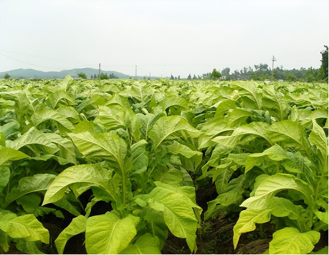 烟草暴利产业包括哪些,玉米秸秆暴利行业