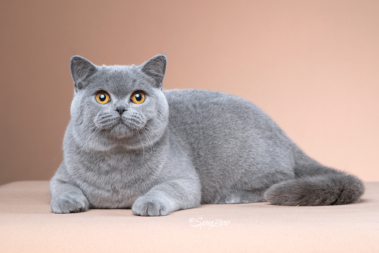 新手小白养猫需要做哪些功课,新手小白养猫要注意什么