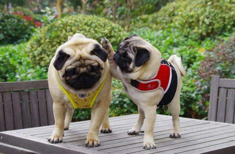 中国本土犬种盘点篇:不输外来犬种