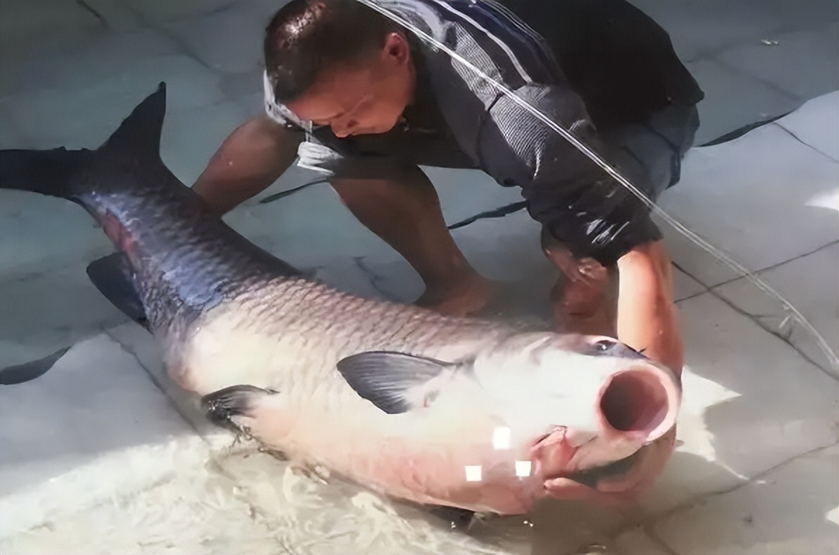 四大家鱼之首青鱼,青鱼是鬼鱼还是索命鱼