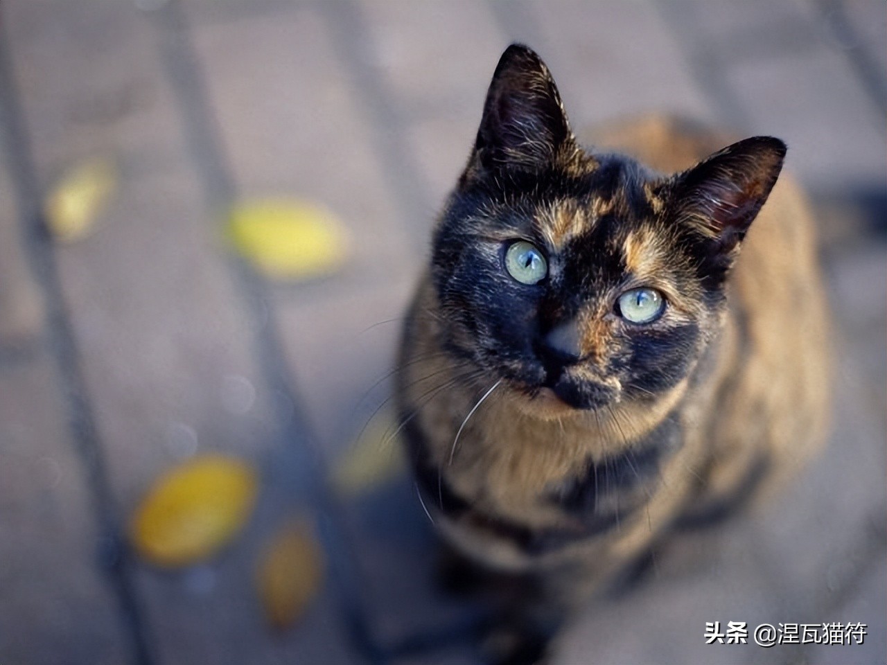 中国猫咪品种玳瑁猫,田园玳瑁猫的嘴