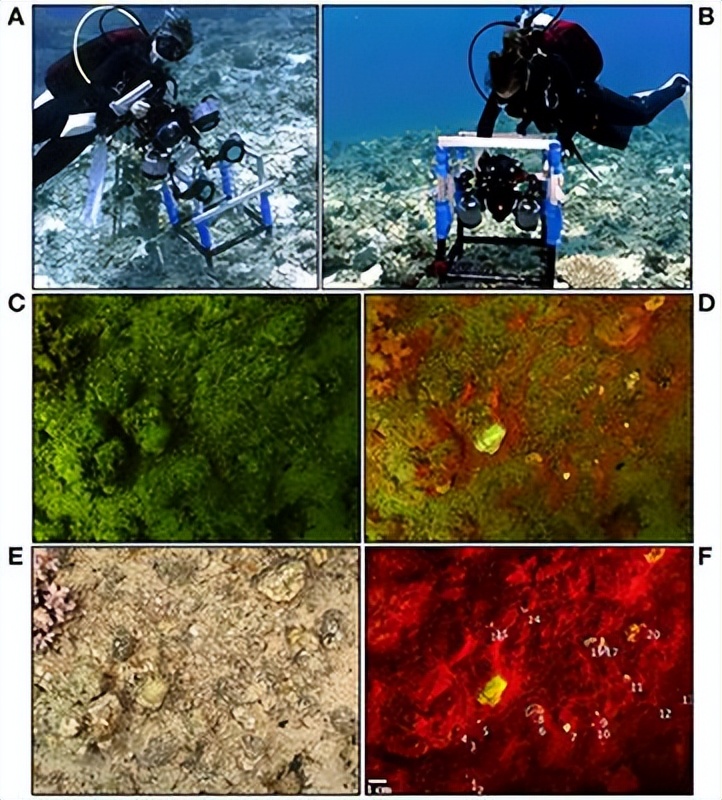 海底底质分类成果图,海底底质分类