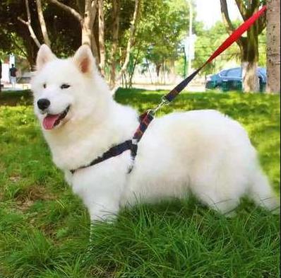 狗狗出门爆冲怎么办,狗狗爆冲