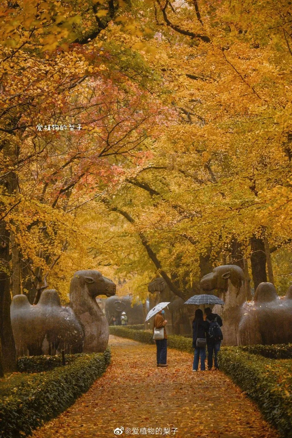 南京的法国梧桐秋天图片,南京法国梧桐秋天