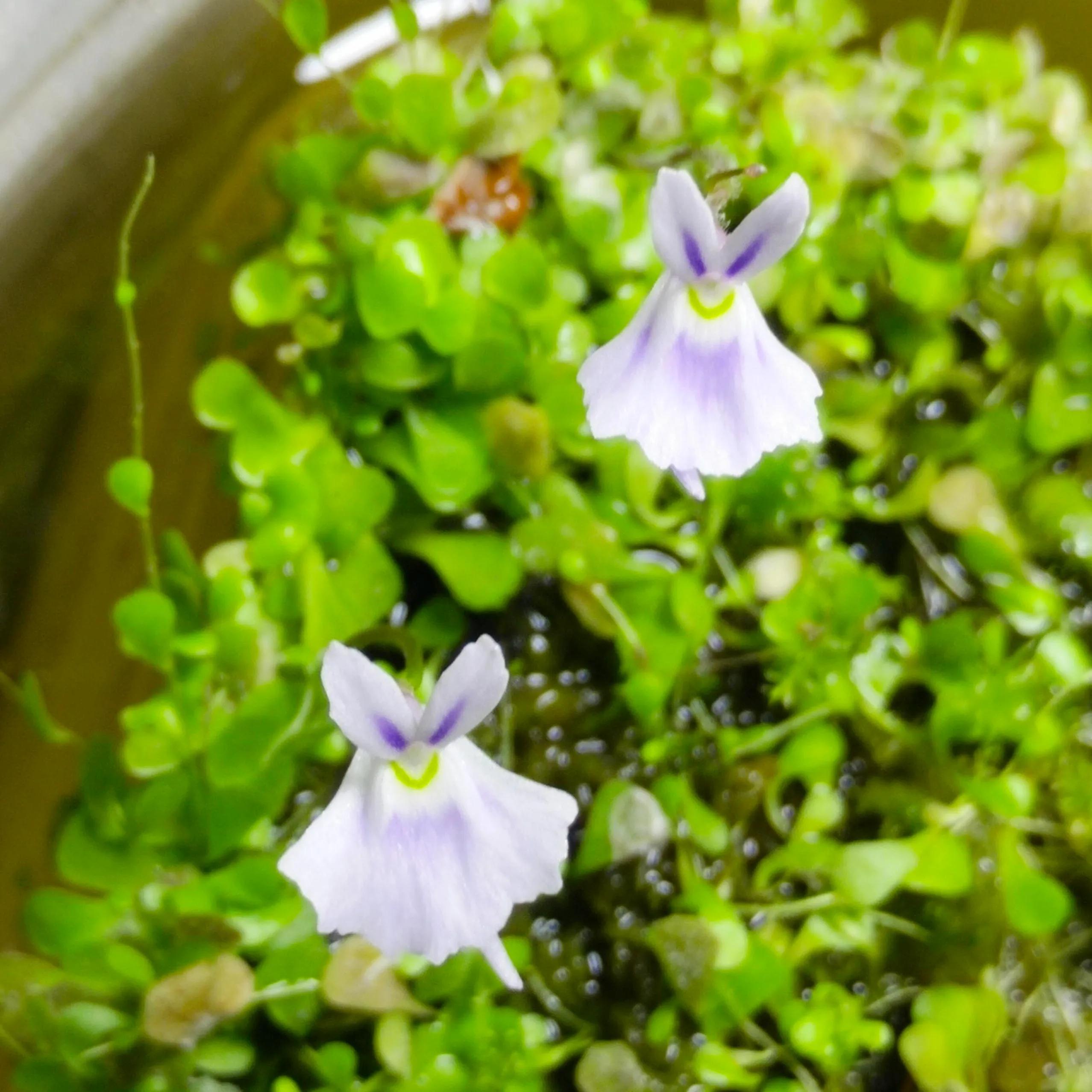 狸藻花图片大全,可爱的狸藻花图片