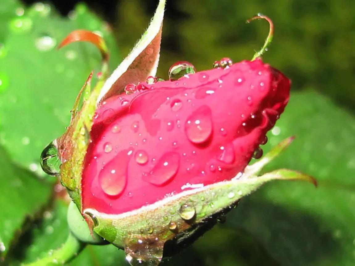 春夏之交，越来越多的花含苞欲放，这一百种娇媚蓓蕾真是美不胜收