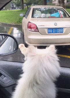 流浪狗狗淋雨走路视频,流浪狗雨中淋雨视频