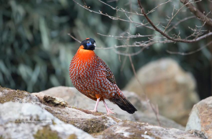 十大最危险的鸟类雪鸮天鹅,濒临灭绝的鸟类图片及名称