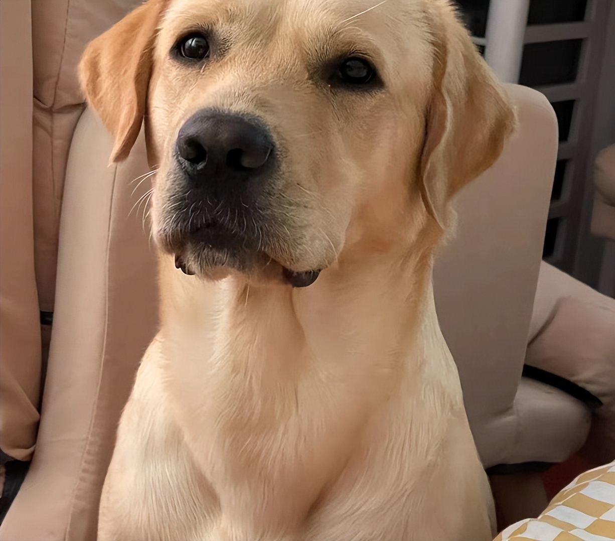 金毛拉布拉多柯基哪个适合新手养,老人适合养金毛还是拉布拉多