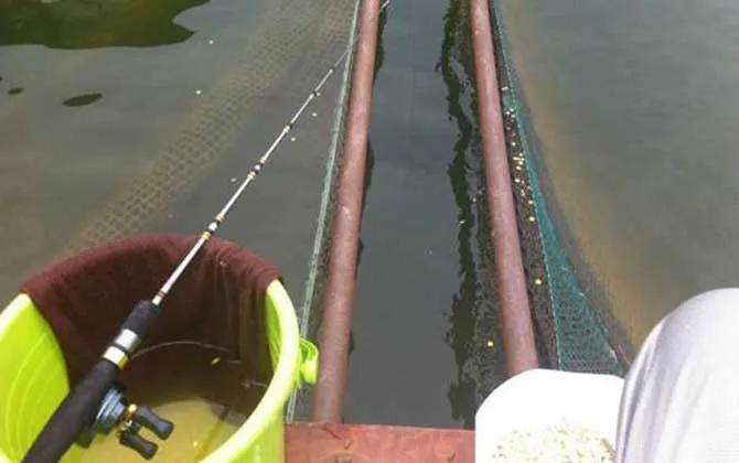 桥筏钓鱼入门教学完整版,桥筏钓鱼基础入门及技巧