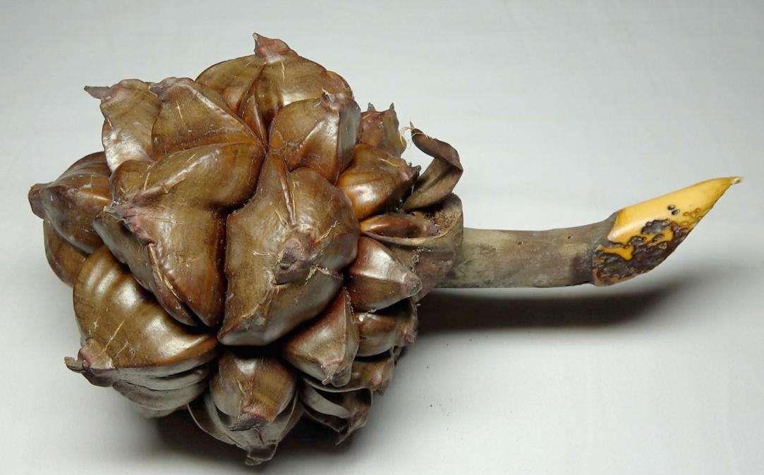 越南人不吃什么食物,越南吃国内不能吃的食物