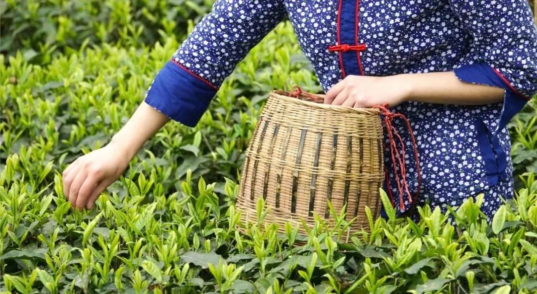 淡定从容峨眉雪芽,经典峨眉雪芽