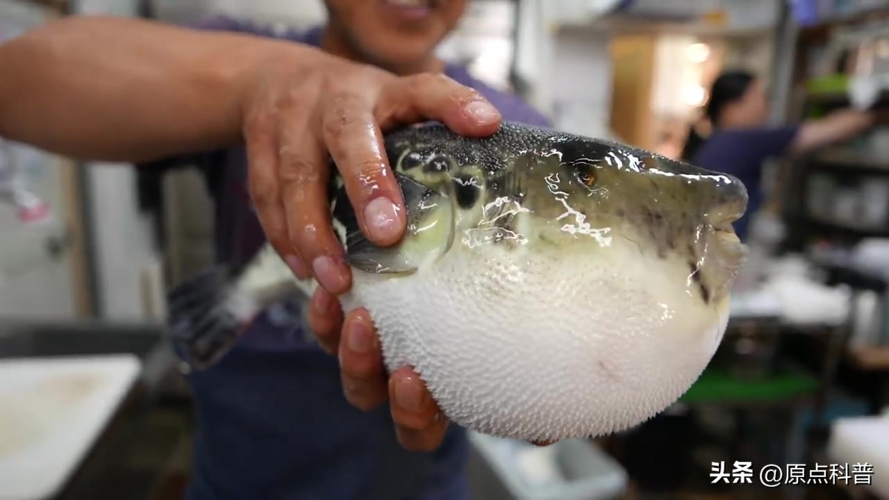 中国十大海鲜最新排名,国内生吃海鲜排行榜前十名