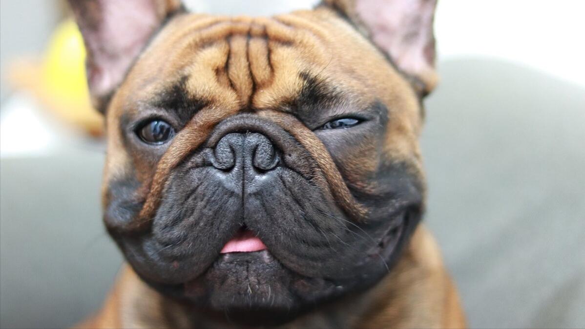 法斗和巴哥哪个体臭严重,法斗体臭