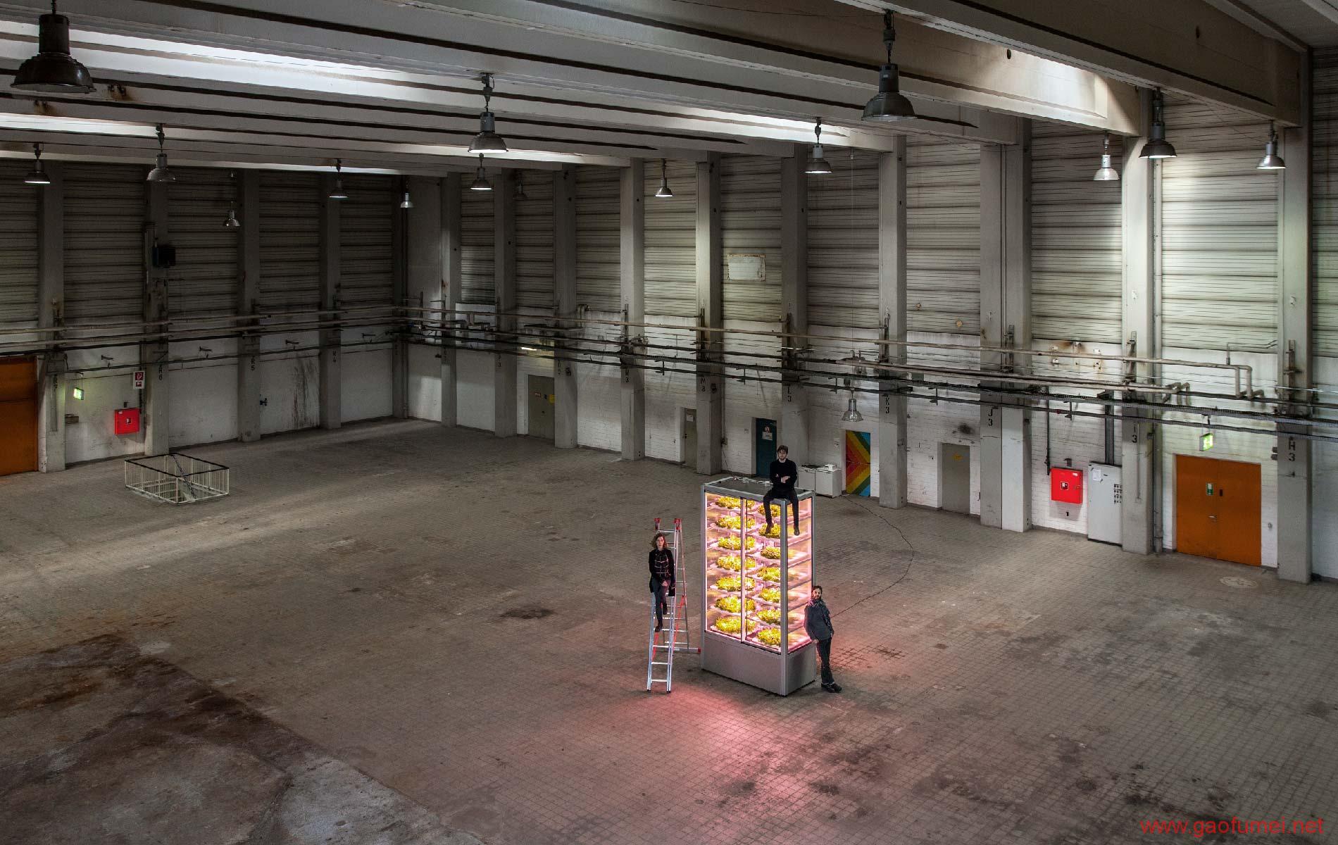 德国蔬菜卖超市,日本垂直农场种菜