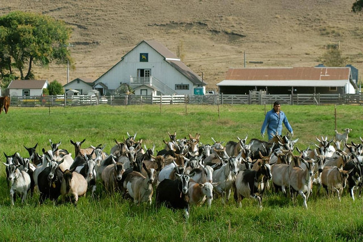真实的澳大利亚人吃野山羊吗,澳大利亚允许猎杀野山羊吗