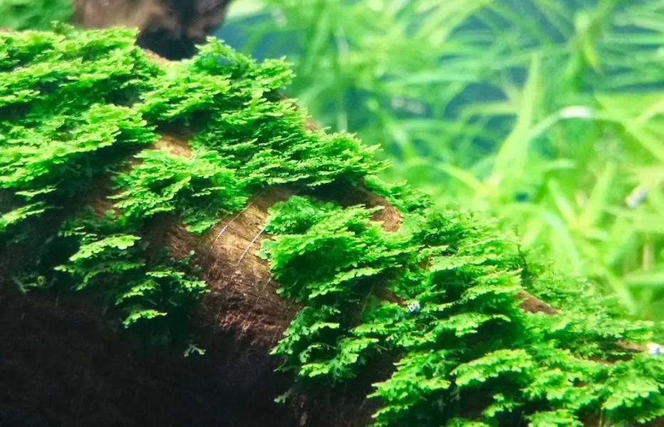 孔雀鱼怎样养会越养越多,为什么大孔雀鱼越养越少