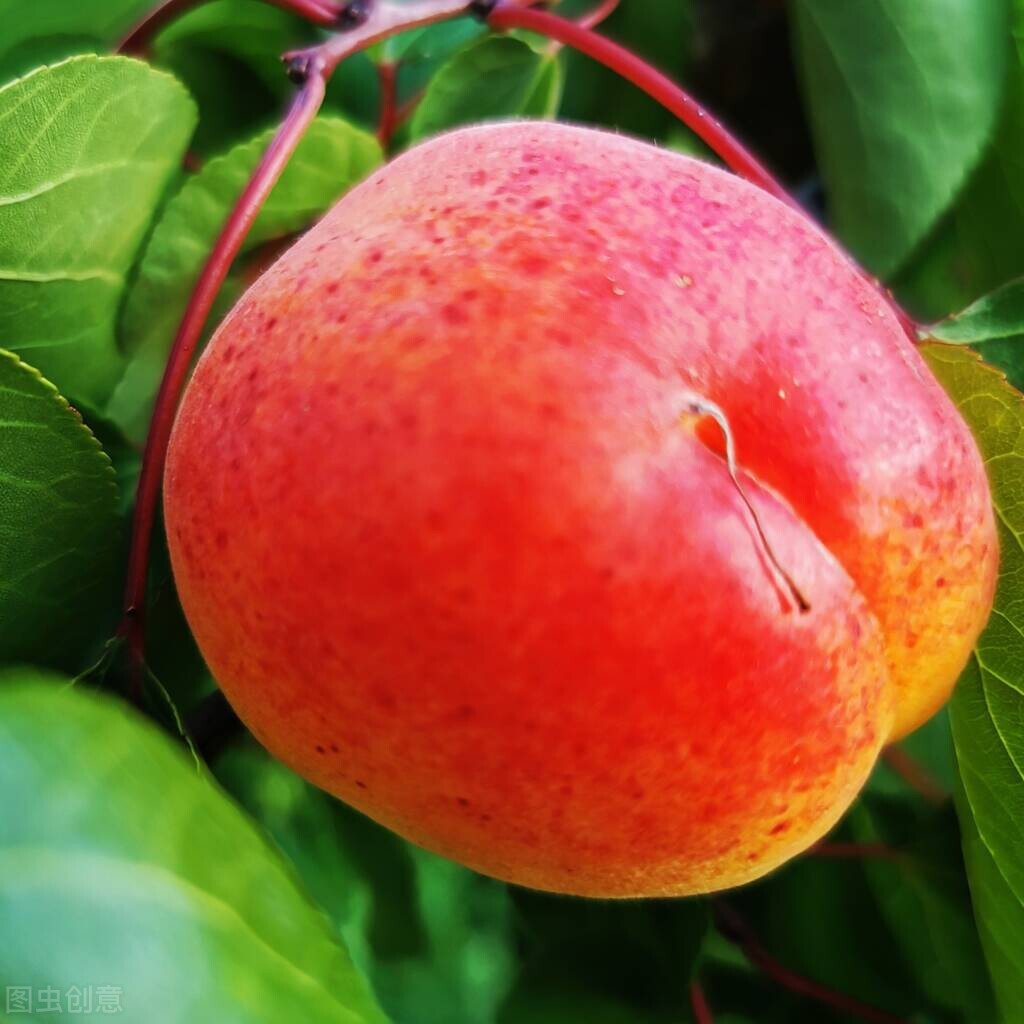 散文三月花开,三月桃花为你盛开散文