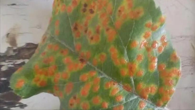 苹果树枝上长白毛怎么治疗,苹果叶子上长羊胡子怎么办