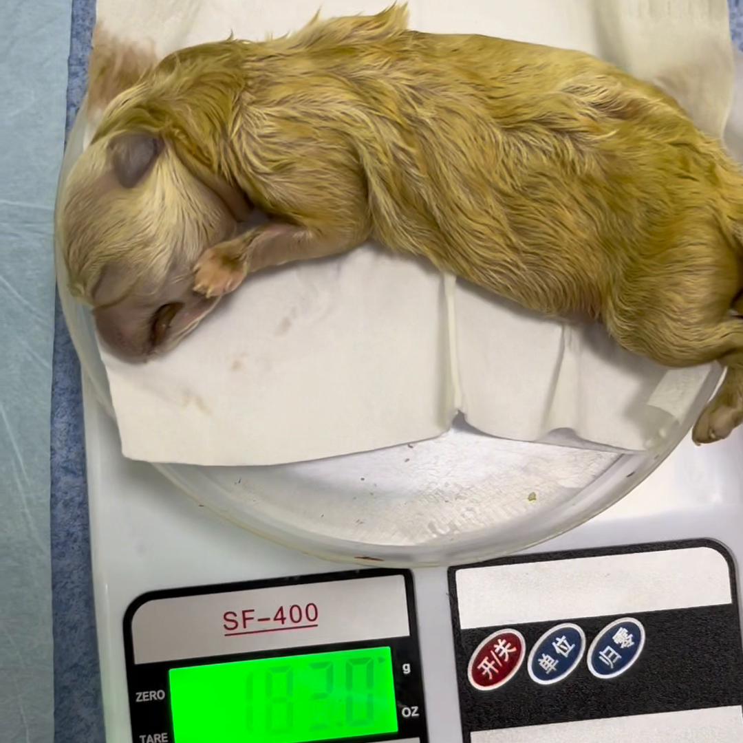 狗狗难产死掉了,狗狗难产一般多久就得去医院