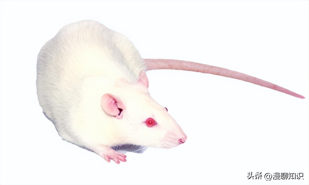 Sprague-Dawley大鼠是什么？关于它胃肠道微生物区系的研究