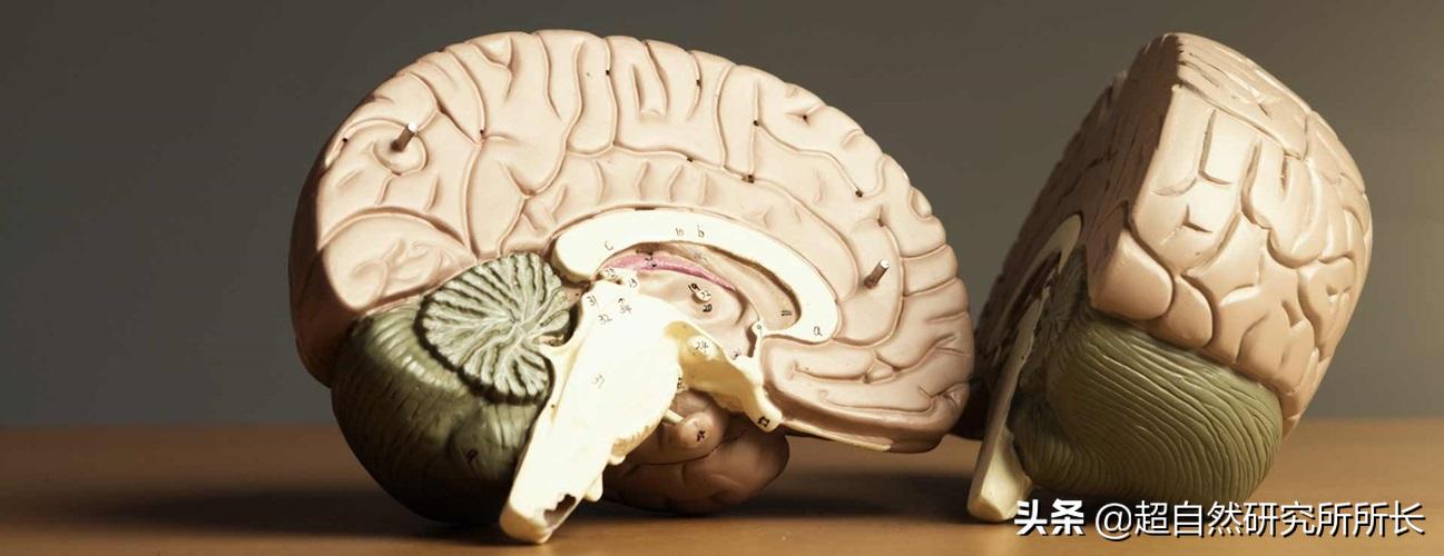 人类真的可能会变丧尸吗,人类有可能变成僵尸吗