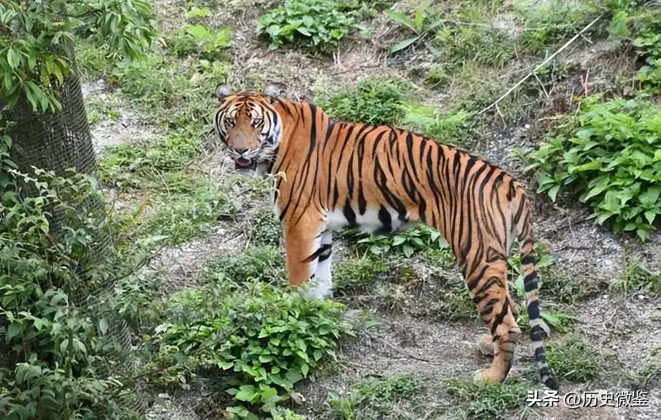 中国将5只华南虎放到非洲草原，繁衍15只后，为何迟迟不回中国