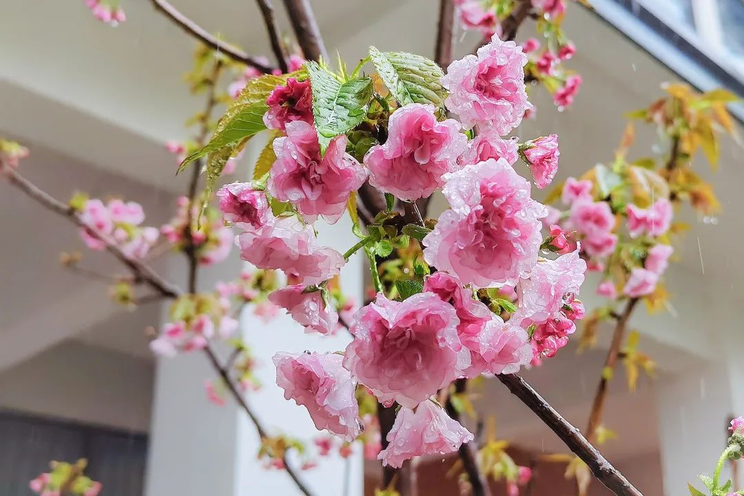 武汉纺织大学外经贸学院开学了吗,武汉纺织大学外经贸开学怎么去