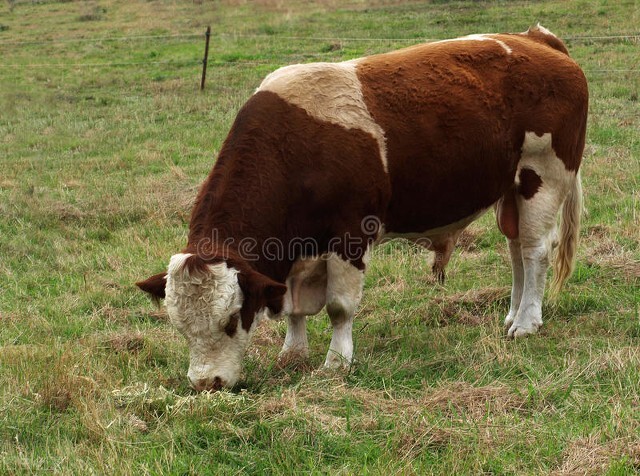 牛价行情西门塔尔,最新活牛价格全国肉牛价格行情