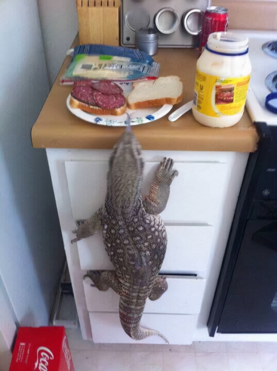 80张神奇偶然瞬间，环形闪电，海蛇和最毒石斑鱼互咬，骑骆驼拍照