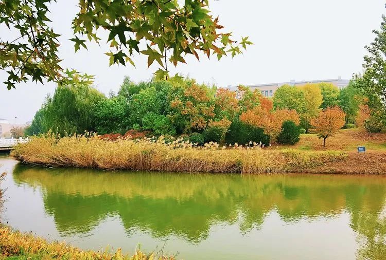 层林尽染的视频号,濮阳医专学历怎么样