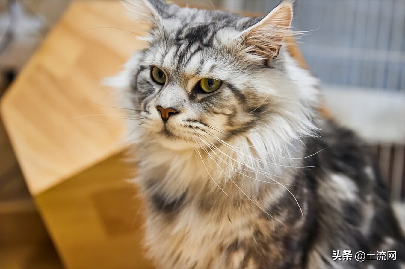 缅因猫大型多少钱,缅因猫价格一览表2024