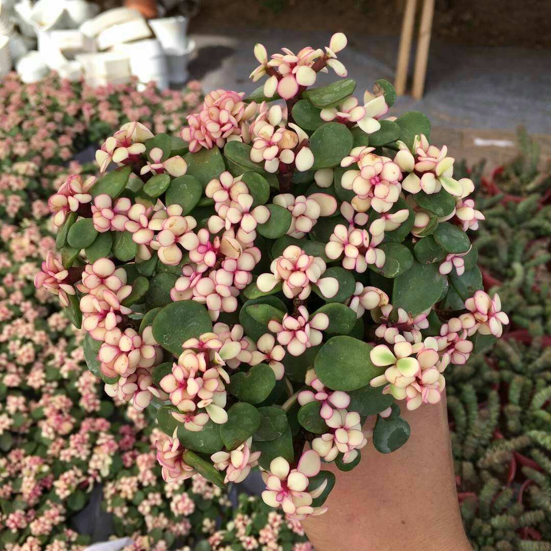 最好看最难养的花卉有哪些,最好养的10种花