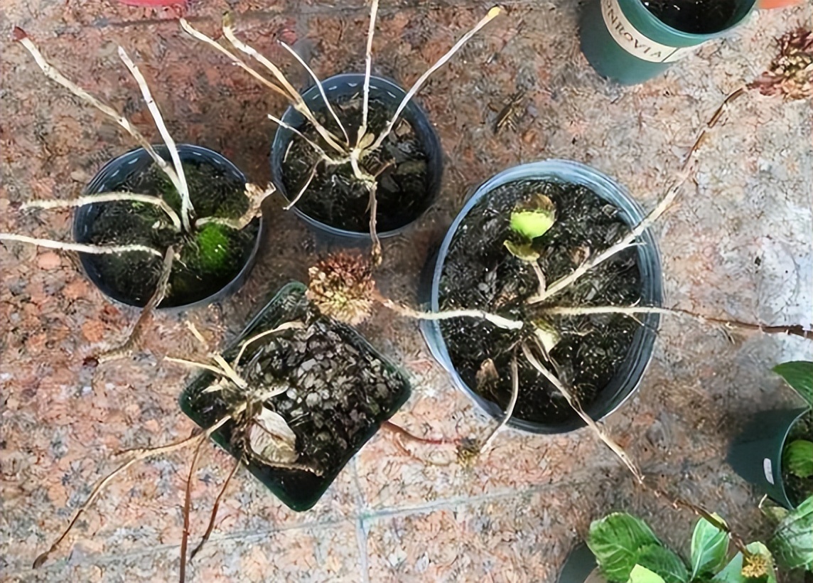 给花草换盆打理花草,给花卉换盆的四点注意事项是什么