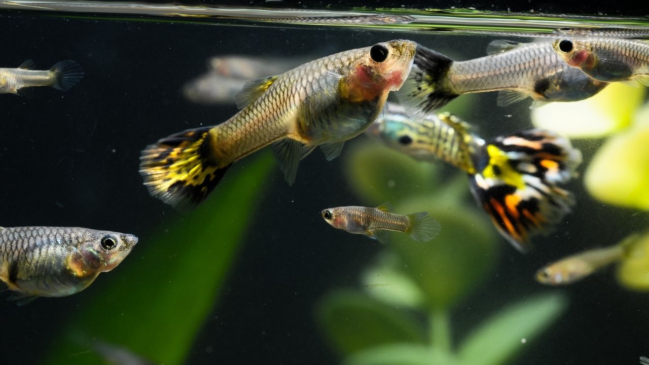 养大型鱼还是小型鱼好？哪种类型的鱼适合你？五种情况下不同考虑