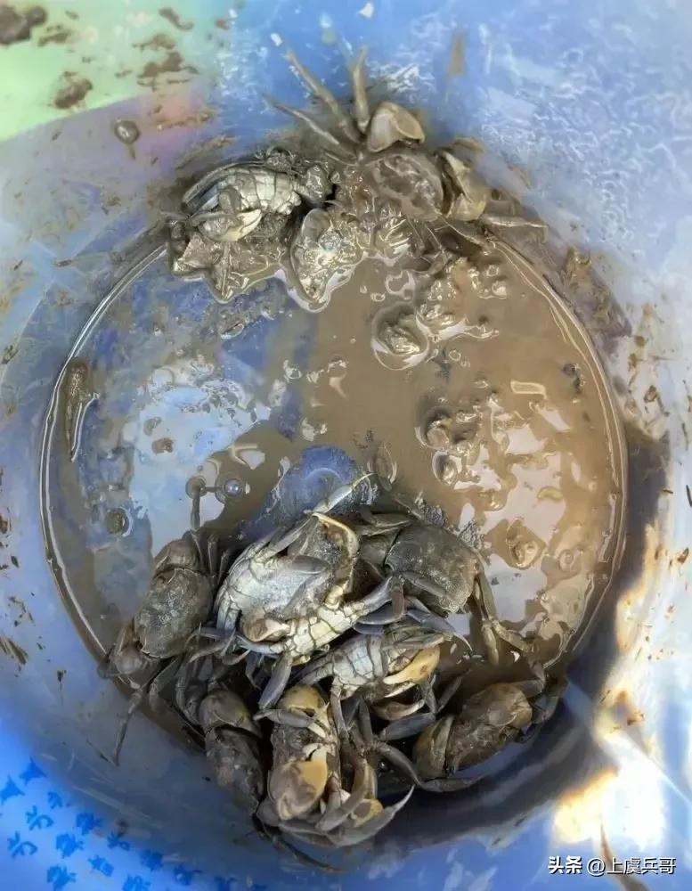 上虞毛大蟹,上虞海滩蟹