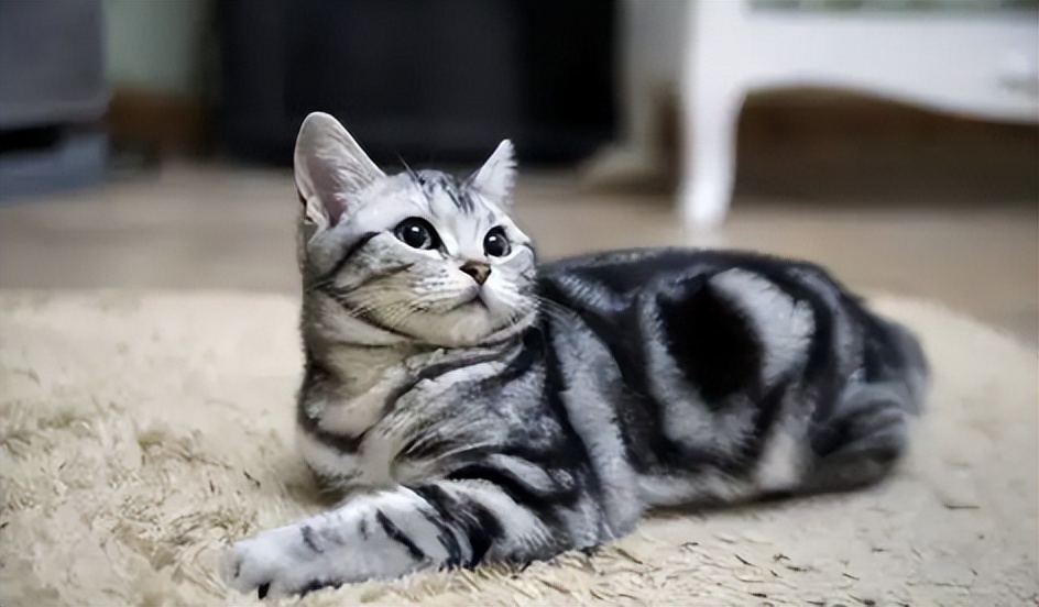 英短猫性格优点缺点,美短猫优点和缺点