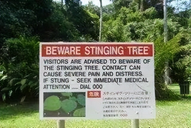 世界上最危险四棵树,地球上最危险的树木