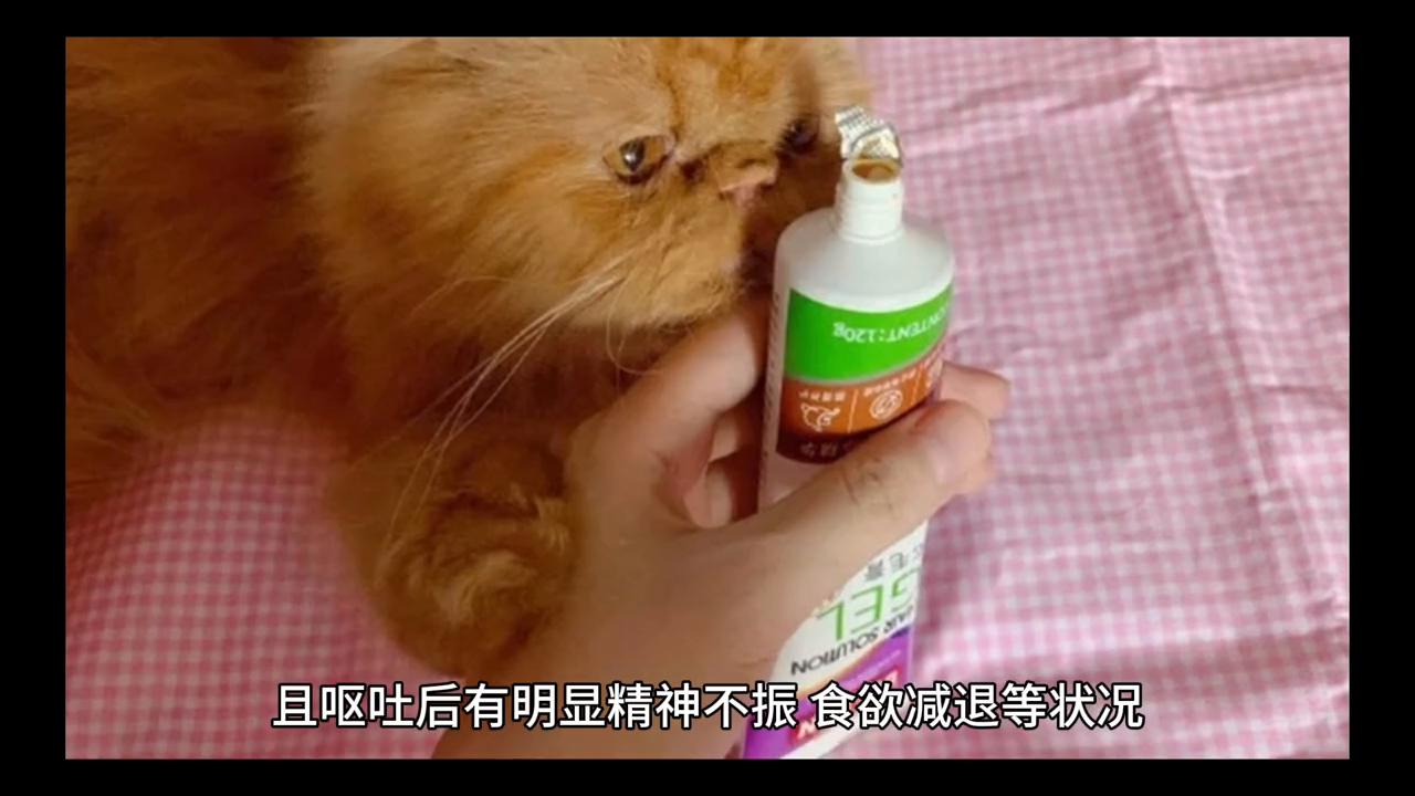 观察猫咪的一天,观察猫咪的成长变化
