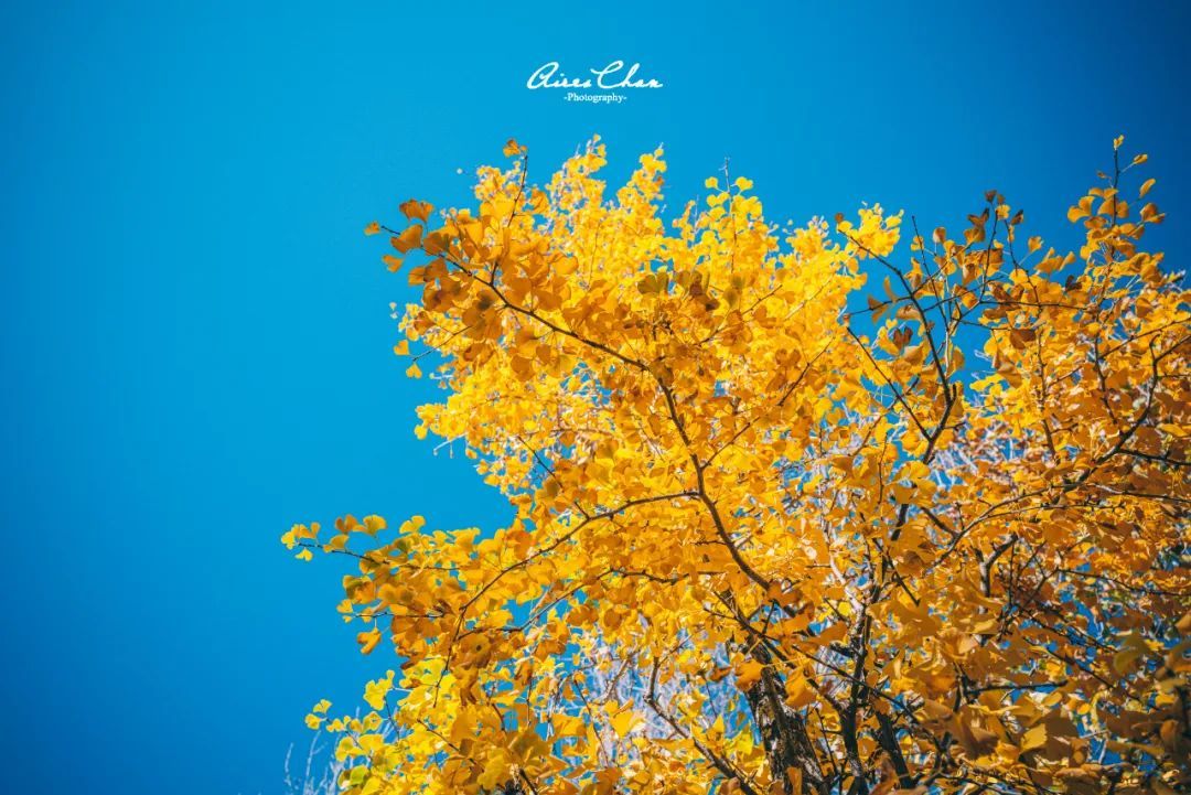 丽江悦榕庄酒店用餐,云南丽江悦榕庄酒店价格