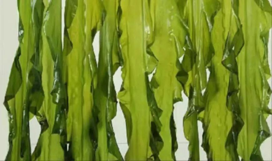 鎶ュ悕鎶栭煶鐢靛晢瀹樻柟娲诲姩濂藉,鐢宠鍔犲叆鎶栭煶鐢靛晢