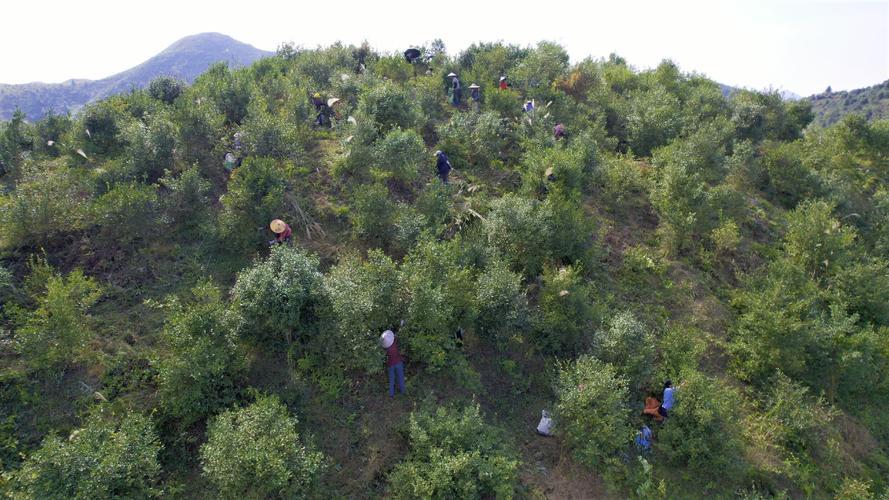 农村荒山养殖种植什么最有前景,农村荒山种植技术大全