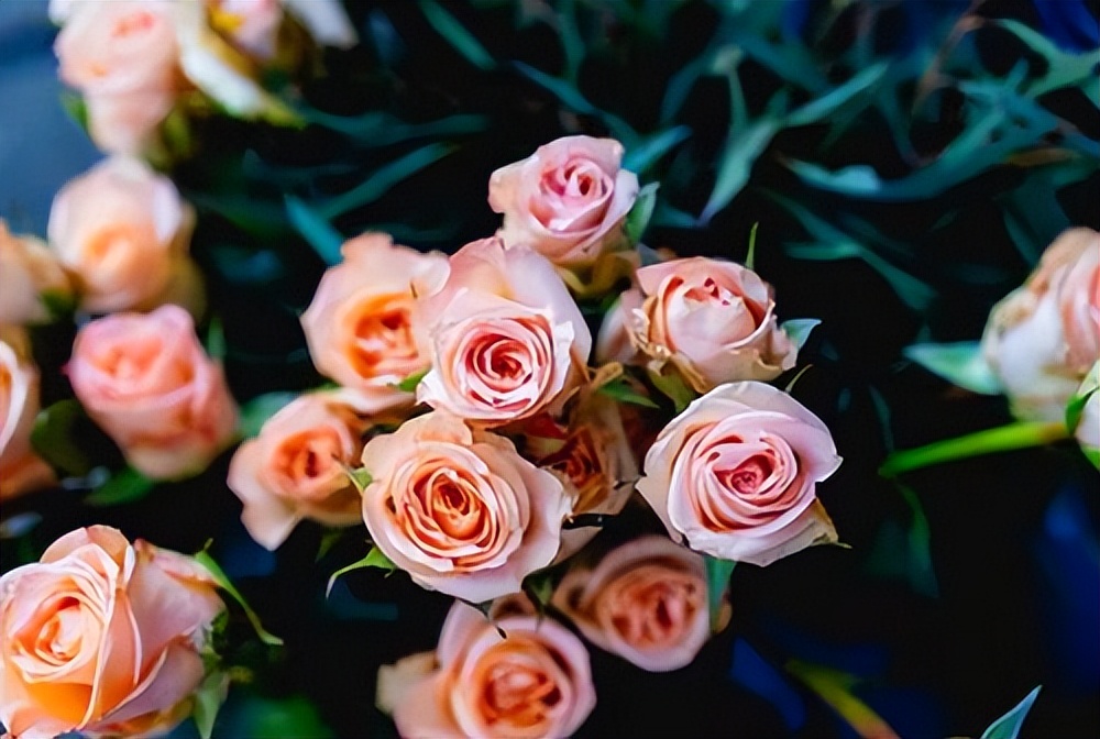 不同朵数玫瑰花对应的花语,各种玫瑰花的爱情花语