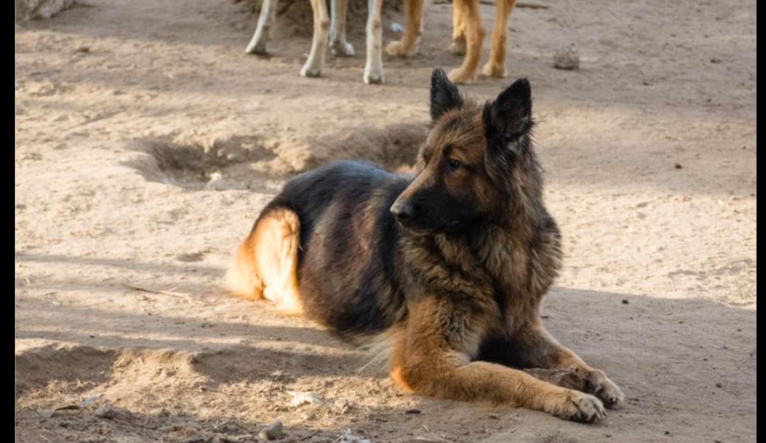 德牧被关在玻璃门,德牧被关笼子