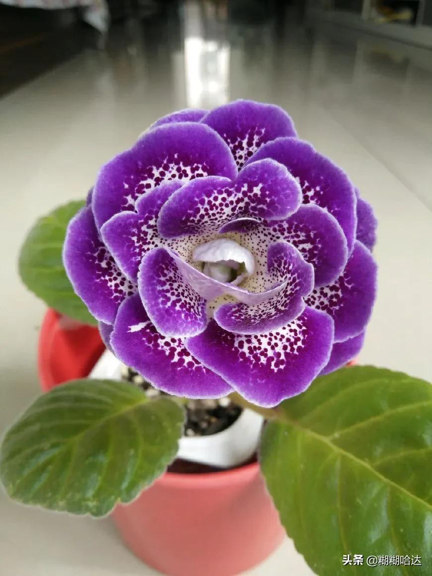 赏心悦目的花朵，风采万千，千姿百态，魅力无限，太美了