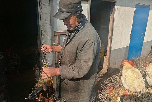 巨蟒报恩的真实事件,海南巨蟒为报主人救命之恩